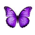borboleta-keysi